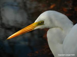 Florida Nature Photography Gallery 